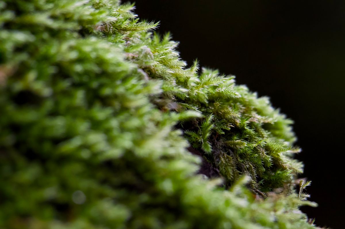_DSC2834