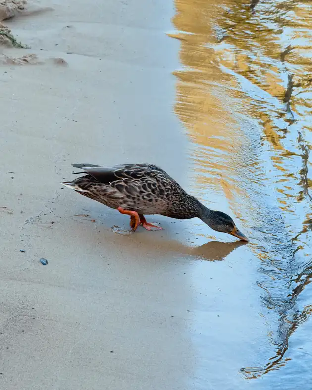 A brown duck with orange feet drinks from the edge of a calm, reflective lake on a sandy shore.