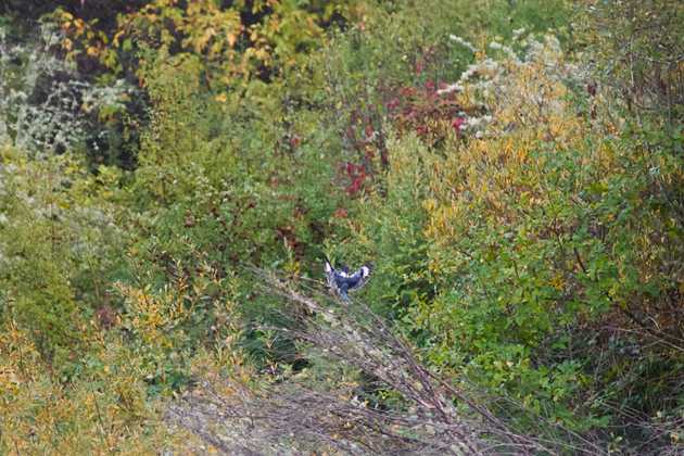 A terrible photo of a belted kingfisher landing on a branch.