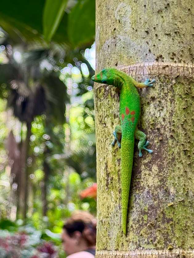 Gold Dust Day Gecko on a Tree