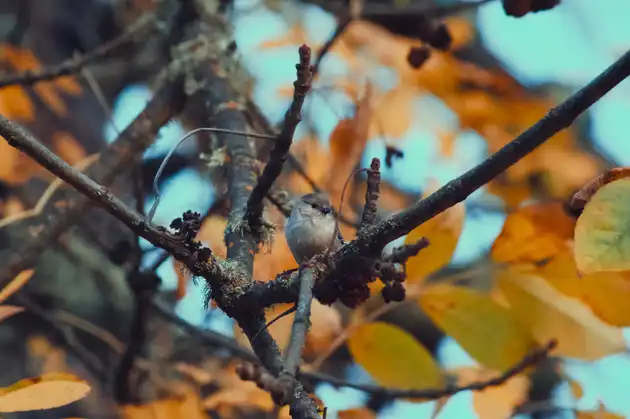 Bushtit WEBP