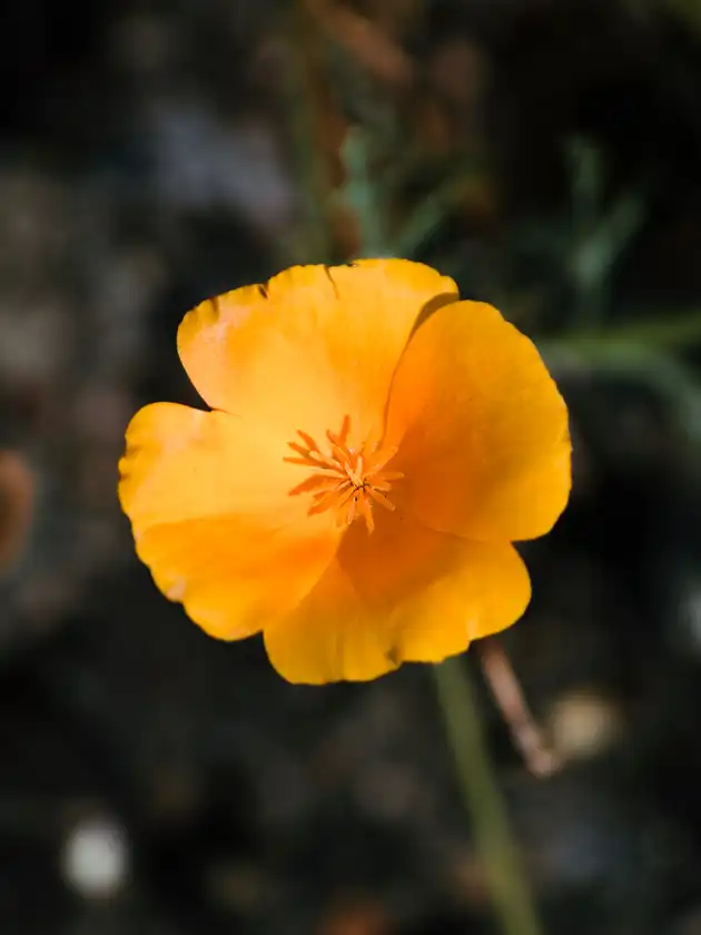 California Poppy