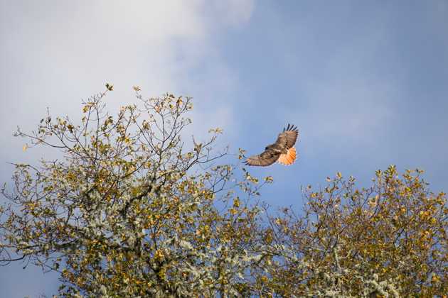 Red-tailed hawk in flight