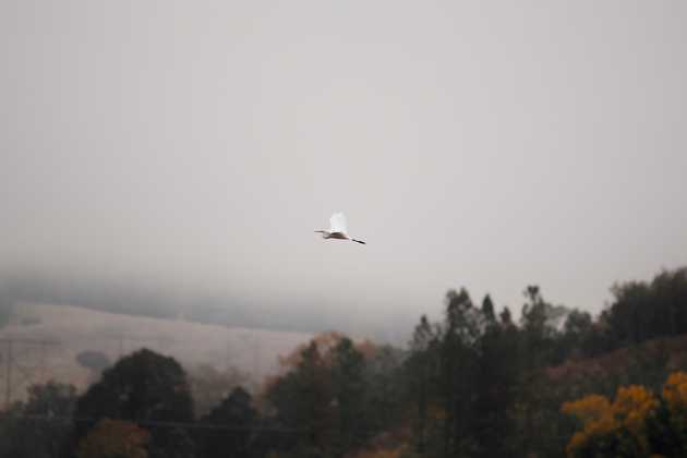 Great Heron in flight over trees with fall foliage