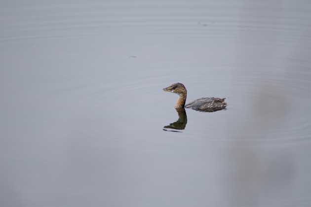 Pied-billed Grebe swimming in a pond