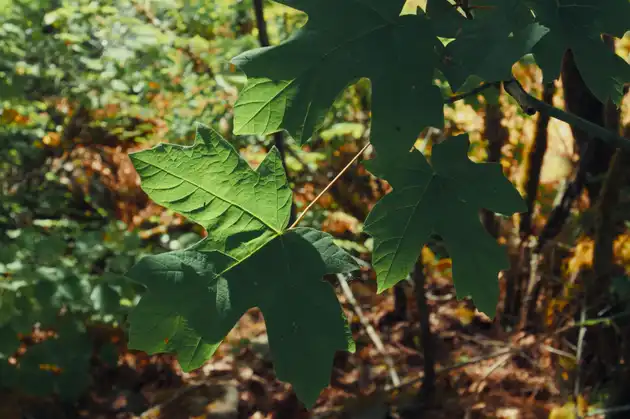 Close up of leaf