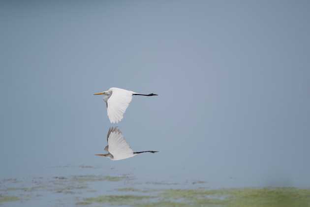 Great Heron in flight, flying low over water, nearly touching its own reflection