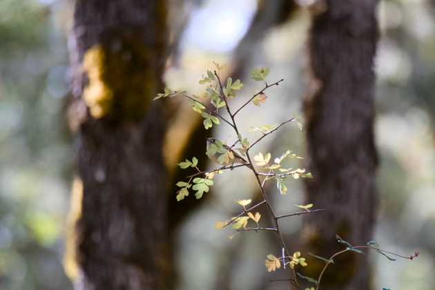 Ruby-crowned kinglet peaking out from behind leaves